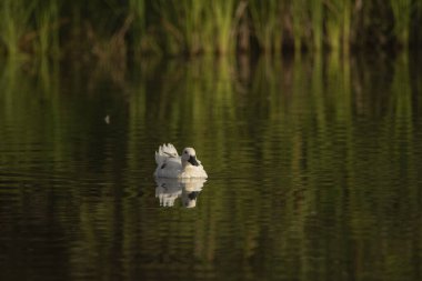 Beyaz ördek gölde yüzüyor.