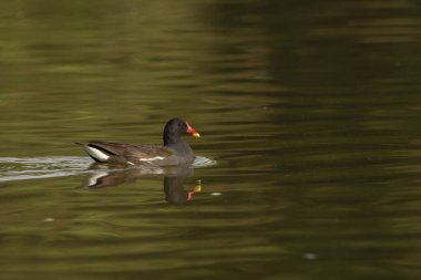 Yaygın kırmızı balık veya moorhen (Gallinula kloropus)