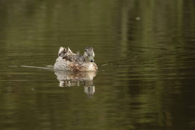 Gölde yüzen dişi bir yaban ördeği.