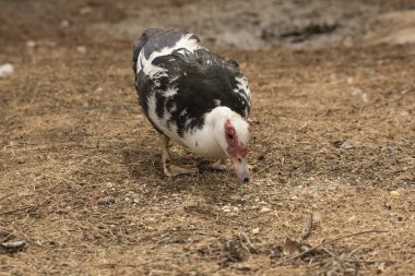Parktaki Creole ördeği (Cairina moschata)