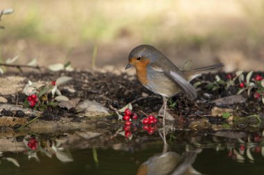 Avrupa bülbülü gölette içiyor (Erithacus rubecula)