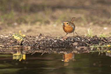 Avrupa bülbülü gölette içiyor (Erithacus rubecula)