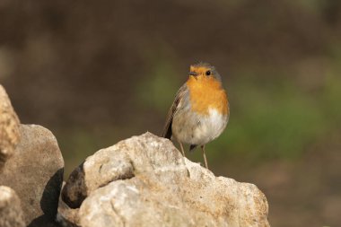 Avrupa bülbülü orman zeminine tünemiştir (Erithacus rubecula)