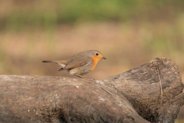 Avrupa bülbülü orman zeminine tünemiştir (Erithacus rubecula)