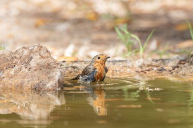 Avrupa bülbülü gölette banyo yapıyor (Erithacus rubecula)