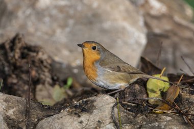 Avrupa bülbülü orman zeminine tünemiştir (Erithacus rubecula)