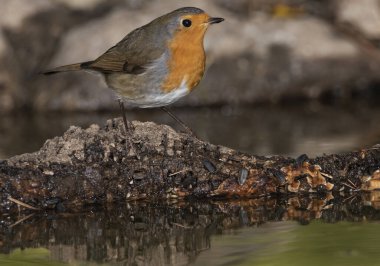 Avrupa bülbülü orman zeminine tünemiştir (Erithacus rubecula)