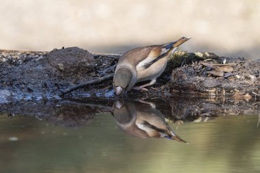 (Coccothraustes coccothraustes))