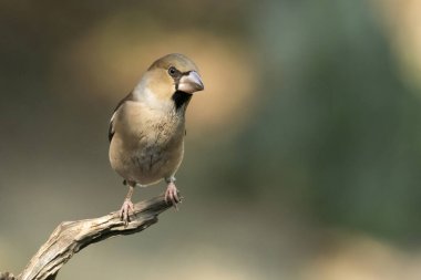 Bir dala tünemiş genel grosgaga (Coccothraustes coccothraustes)