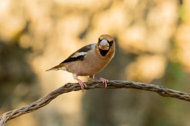 Bir dala tünemiş genel grosgaga (Coccothraustes coccothraustes)