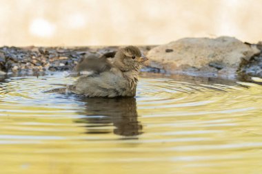 serçe gölette yıkanıyor (Passer domesticus)