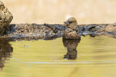 Gölette yaygın grosgaga banyosu (Coccothraustes coccothraustes)