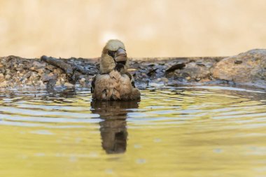 Gölette yaygın grosgaga banyosu (Coccothraustes coccothraustes)