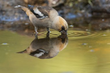 (Coccothraustes coccothraustes))