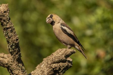 Bir dala tünemiş genel grosgaga (Coccothraustes coccothraustes)