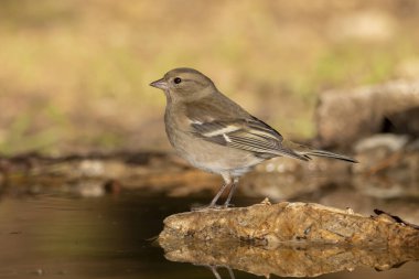 Dişi Chaffinch orman havuzunda içiyor (Fringilla coelebs)