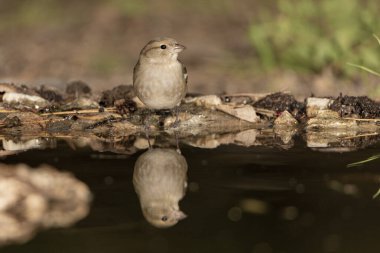 Dişi Chaffinch orman havuzunda içiyor (Fringilla coelebs)