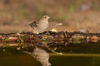Dişi Chaffinch orman havuzunda içiyor (Fringilla coelebs)