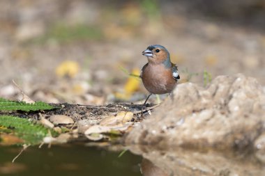 Erkek Chaffinch orman havuzunda içiyor (Fringilla coelebs)