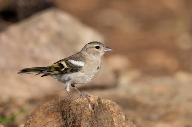 dişi Chaffinch orman zeminine tünemiş (Fringilla coelebs)