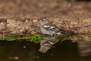 Genç Chaffinch orman havuzunda içiyor (Fringilla coelebs)