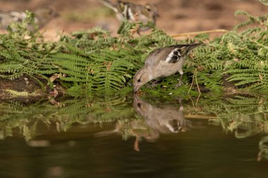 Dişi Chaffinch orman havuzunda içiyor (Fringilla coelebs)