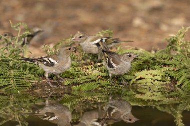 Dişi Chaffinch orman havuzunda içiyor (Fringilla coelebs)