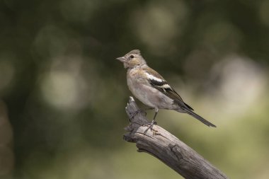 Çaçamuru bir dala tünedi (Fringilla coelebs)
