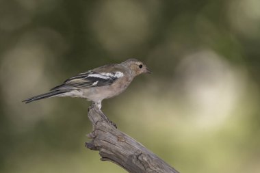 Çaçamuru bir dala tünedi (Fringilla coelebs)