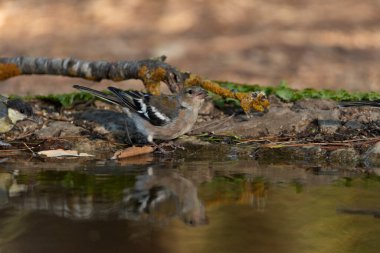 Dişi Chaffinch orman havuzunda içiyor (Fringilla coelebs)