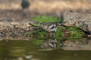 Dişi Chaffinch orman havuzunda içiyor (Fringilla coelebs)