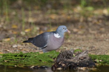 Orman zeminine tünemiş tahta güvercin (Columba palumbus)