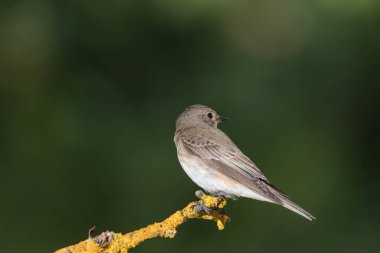 Yosun ve yosunlu bir dala konmuş fareli sinekkapanı (Ficedula hypoleuca)