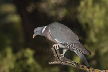 (Columba palumbus yeşil arka planda bir dal üzerinde sadece ahşap güvercin (Columba palumbus)