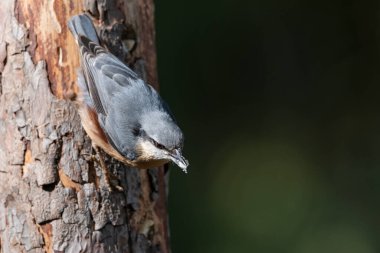 Nuthatch bir dala tünedi (Sitta europaea)