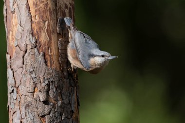 Nuthatch bir dala tünedi (Sitta europaea)