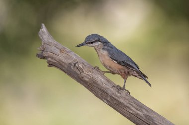 Nuthatch bir dala tünedi (Sitta europaea)