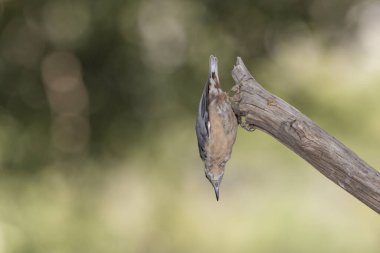 Nuthatch bir dala tünedi (Sitta europaea)