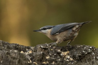 Nuthatch bir taşın üzerine tünedi (Sitta europaea)