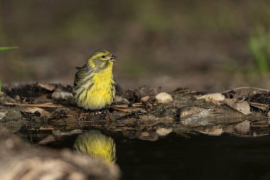 siskin, lugano veya siskin ispinozu (Spinus spinus)