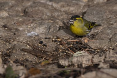 siskin, lugano veya siskin ispinozu (Spinus spinus)