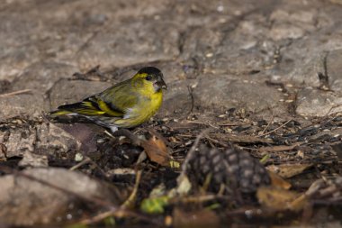 siskin, lugano veya siskin ispinozu (Spinus spinus)