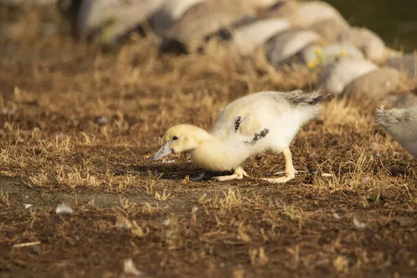 Gölde Creole ördeği yetiştiriliyor (Cairina moschata)