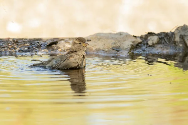 stock image sparrow bathing in the pond (Passer domesticus)