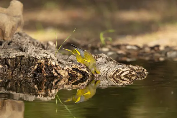 Gölette genel ispinoz içme (Chloris chloris)