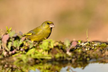 Gölette yaygın yeşil ispinoz (Chloris chloris))