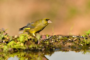 Gölette genel ispinoz içme (Chloris chloris)