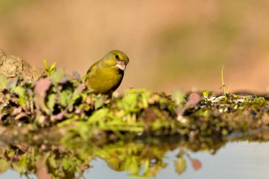 Gölette yaygın yeşil ispinoz (Chloris chloris))