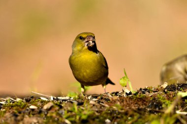 Gölette yaygın yeşil ispinoz (Chloris chloris))
