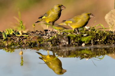 Gölette yaygın yeşil ispinoz (Chloris chloris))